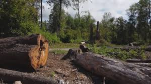 Bayard, NM Tree Care Company