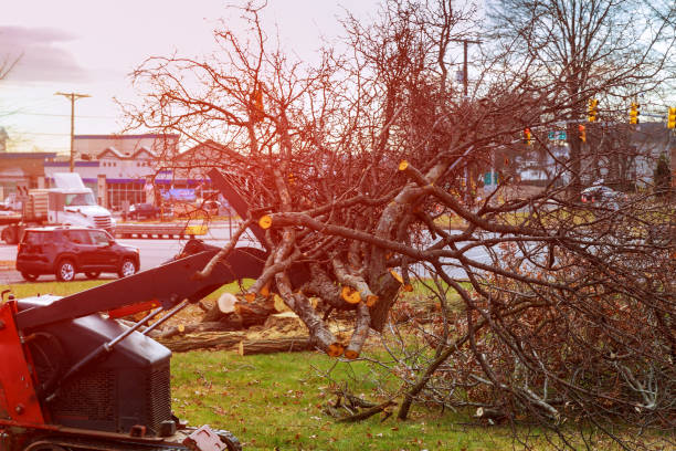 Tree and Shrub Care in Bayard, NM