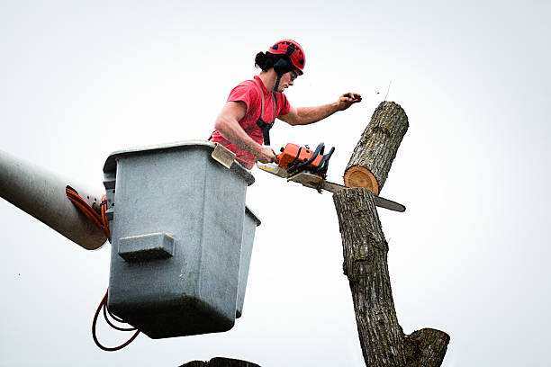 How Our Tree Care Process Works  in  Bayard, NM